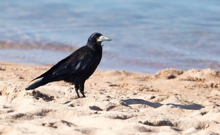 black crow on the sandの写真素材