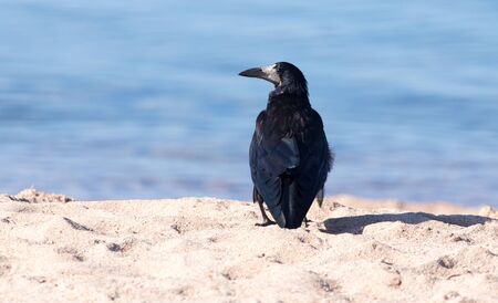black crow on the sandの写真素材
