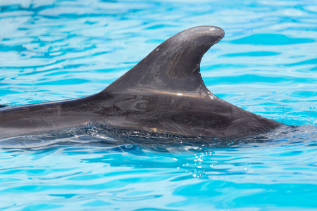 fin dolphin in the poolの写真素材