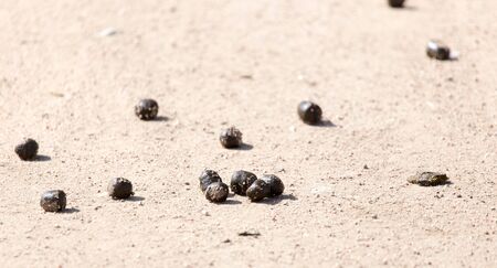 sheep shit on natureの写真素材