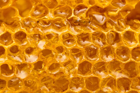 Fresh honey in the comb. macroの写真素材