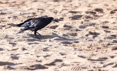 black crow on the sandの写真素材