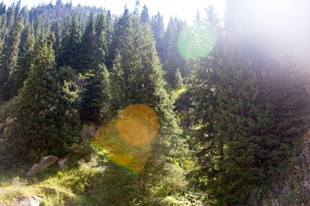 beautiful Christmas tree in the mountains in summer