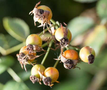 rosehips in nature, close-up