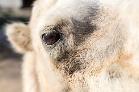 camel eye on natureの写真素材