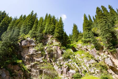 beautiful Christmas tree in the mountains in summer