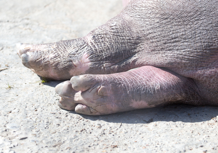 hippo legs in a park on the natureの写真素材