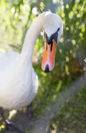 White swan in the zooの写真素材