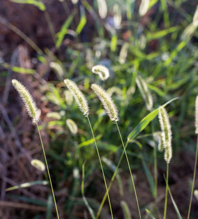 ears of corn on the green grass
