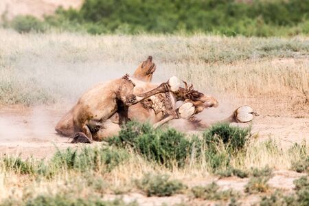 camels lie in the dust in natureの写真素材