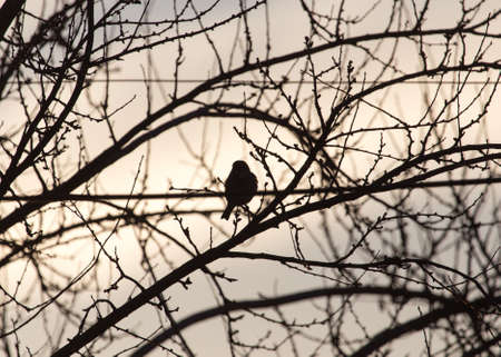 bare branches of a tree at sunrise sunの写真素材