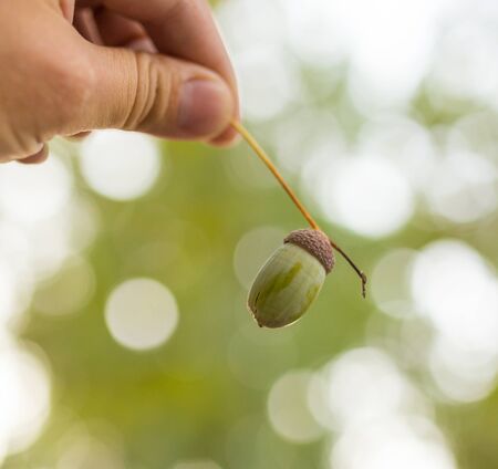 acorn in his hand on natureの写真素材