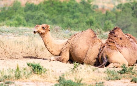 Portrait of a camel in natureの写真素材