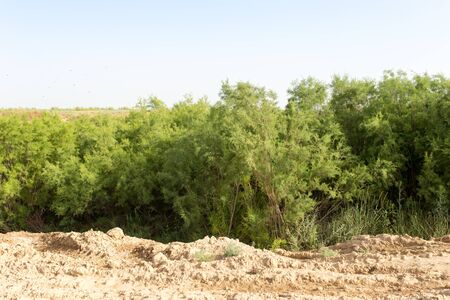 coniferous tree in natureの写真素材