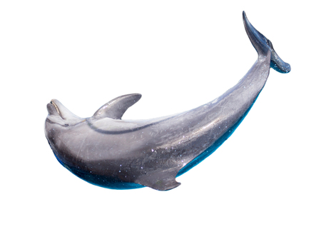 Dolphin isolated on white backgroundの写真素材