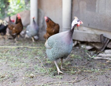 guinea fowl on a farmの写真素材