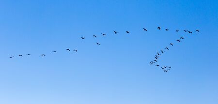 a flock of birds flying south in the blue sky