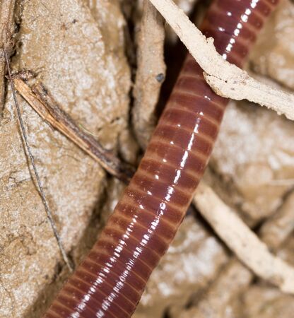 worm in nature. super macro