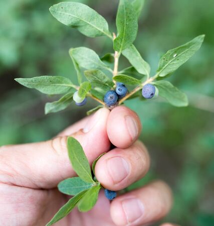 blue berries in nature