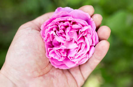 pink rose in hand on natureの写真素材