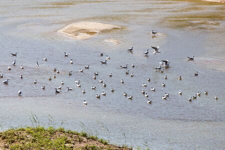 flock of gulls on the riverの写真素材
