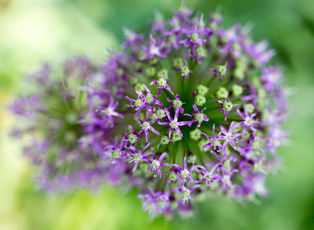 beautiful blue flower on nature