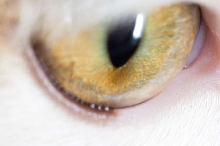 cat's eyes. macroの写真素材