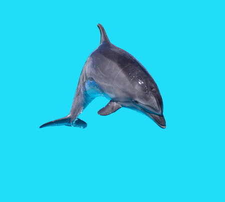 Dolphin isolated on a blue background