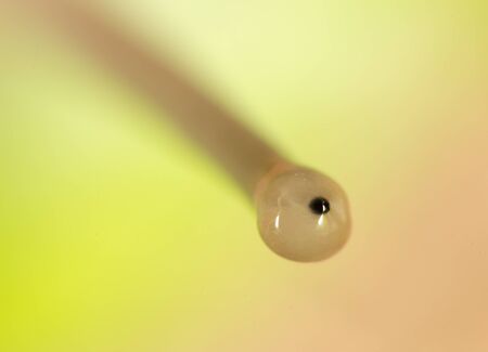 Eye snail in nature. super macroの写真素材