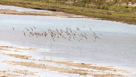 flock of gulls on the riverの写真素材