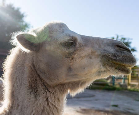 Portrait of a camel in natureの写真素材