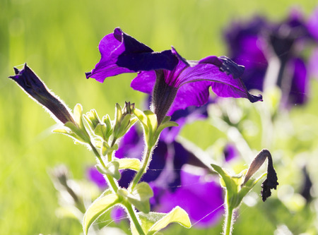 beautiful blue flower on natureの写真素材