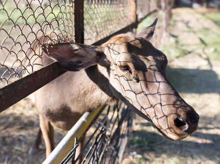 deer behind a fence in zooの写真素材