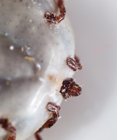 beetle mite as a background. super macro