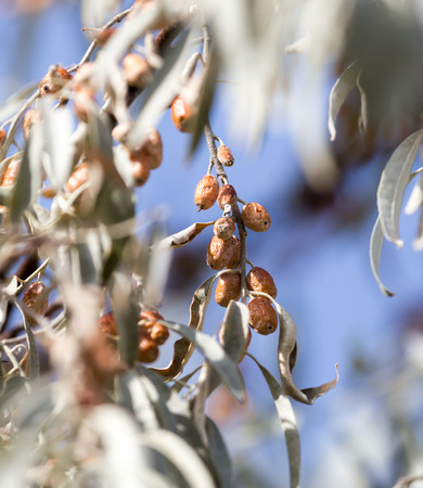 Jude fruit in natureの写真素材