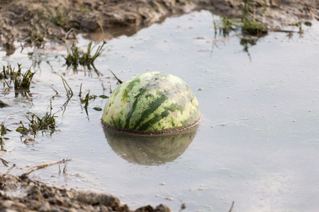 watermelon in the river in natureの写真素材