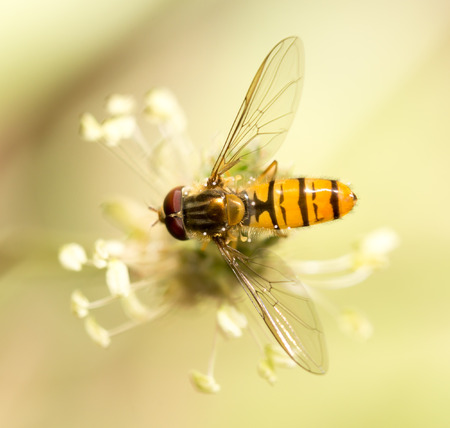 bee in nature. macroの写真素材