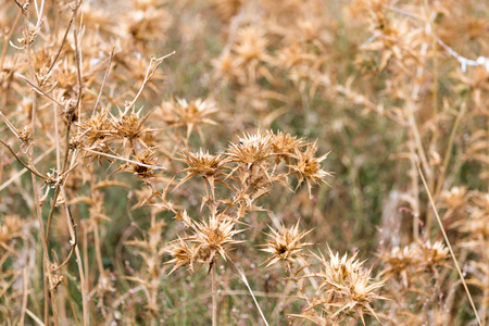 dry prickly grass outdoorsの写真素材