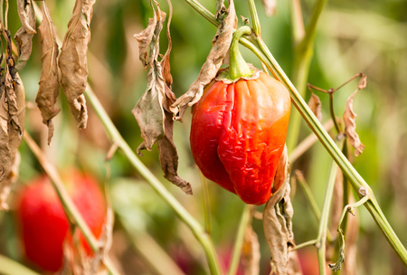 paprika in the garden outdoorsの写真素材