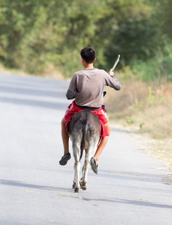boy rides on a donkey on the roadの写真素材