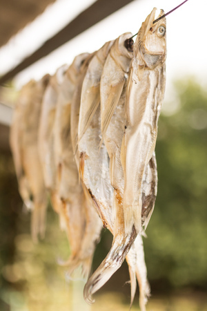 dry salted fish outdoorsの写真素材