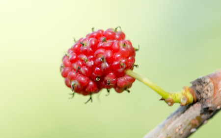 mulberry berry on the tree in natureの写真素材