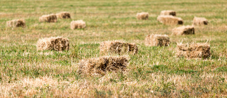 bales of hay in the field