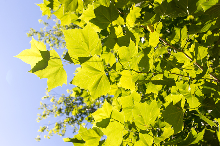 green maple leaves on natureの写真素材