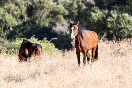 red horse on nature in autumnの写真素材