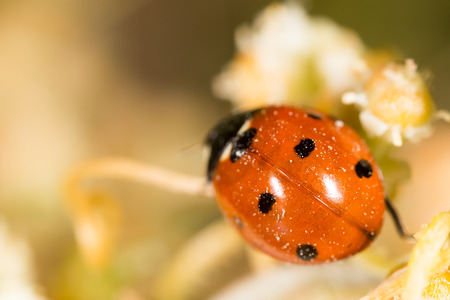 ladybird on nature. macroの写真素材