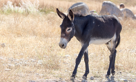 Portrait of a donkey on the nature autumn