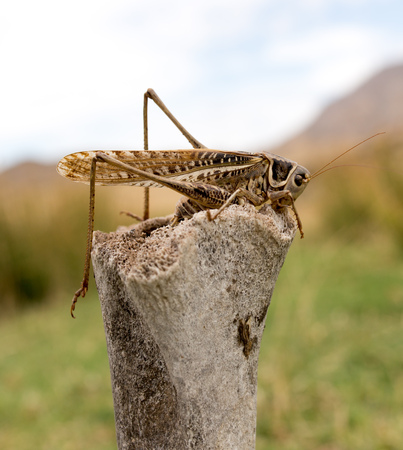 grasshopper in nature. macro