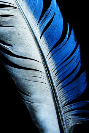 blue feather on a black backgroundの写真素材