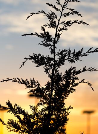 tree branch at sunsetの写真素材